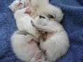 catmovie