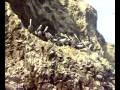 videos de cepea masflow