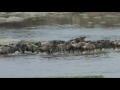 Serengeti: Battle at the Mara river; Great migration in the Serengeti