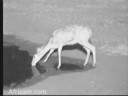 Reedbuck