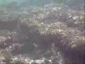 La Morsa Litoral cartagena la azohia