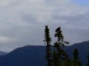 Bald Eagles getiing dive bombed