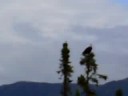 Bald Eagles getiing dive bombed