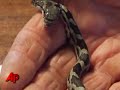 Raw Video: Two Headed Snake Found in Illinois