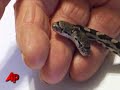 An Illinois couple found something unusual recently, a two headed snake. The reptile is a juvenile North American water snake that has just shed its skin. (Oct. 27)