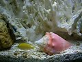 Lobo-marinho do aquario de santos.Muito dócil. 