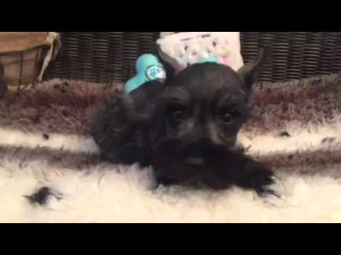 Sharp looking, Salt & pepper mini schnauzer