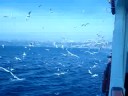 Seagulls in Turkey Seagulls in Turkey