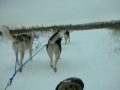 Essex Park Mushing.MOV