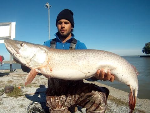 Giant Fall Muskie 52