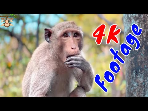 Những Cảnh Quay Đẹp Chất Lượng 4K Về Loài Khỉ Tập 26