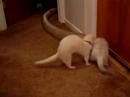 More of my Bouncing Ferret Boyz, Simon and Skipper