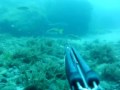 chasse sous marine : les rougets quel délice !