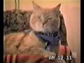 Singing Cat