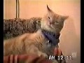 singing cat
