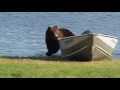 Dogs vs Grizzly Bears - Weird, True & Freaky