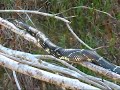 Speckled King Snake