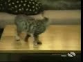Katzen Missgeschicke und Witziges
