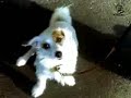 guide dog