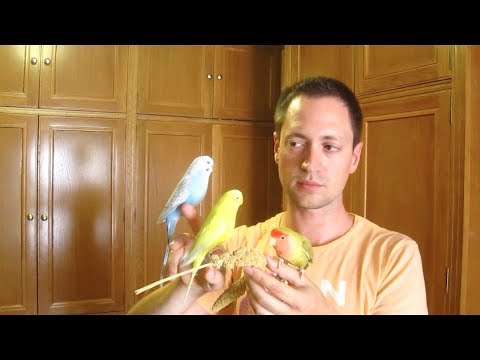Preguntas básicas sobre periquitos e inseparables