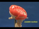 Brain Stem Model - Cerebral Nuclei Brain Stem Model - Cerebral Nuclei