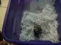 Fun box full of shredded paper (vid 12)
