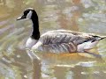 Spring Thaw Canada Goose- Painterly Oil by Larry Seiler