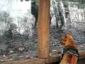 videos de French Bulldog meets timberwolves Französische Bulldogge trifft Wölfe im Zoo Hannover
