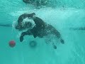 Insane diving dog Insane diving dog