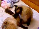My cats