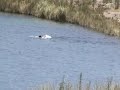 dagogodoy en la laguna de chiu-chiu