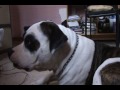 my american bulldog doing his life