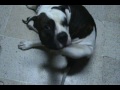 my american bulldog doing his life