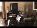 my american bulldog doing his life