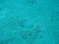 Magic anemone in the Philippines