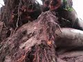 L'antica Zelkova di Latisana