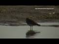 Chorlo gritón - Charadrius vociferus (SilvestresChile)