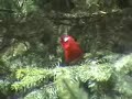 Red Warbler