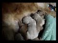 golden retriever 14/05/07-www.canilgoldencuritiba.com golden retriever 14/05/07-www.canilgoldencuritiba.com