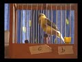 Anilla 6 2007 Ernesto Ramos Canario Timbrado Spanish Canary Anilla 6 2007 Ernesto Ramos Canario Timbrado Spanish Canary