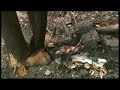 italian-intolerance-hits-roma-community-13-jun-08.html