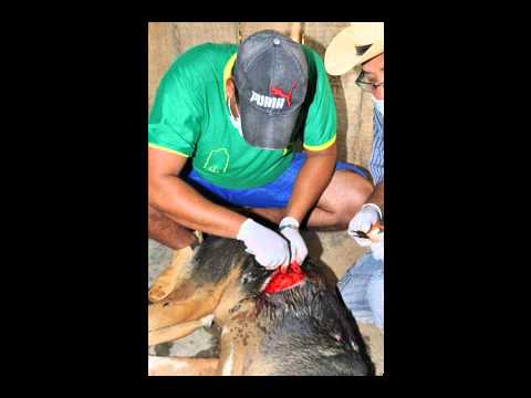 Dário Meira- CIRUGIA DE REMOÇÃO DE UM CISTO NA COSTELA DE UM CACHORRO