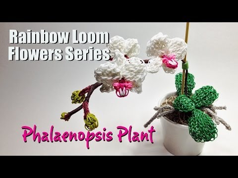 how to grow rainbow roses