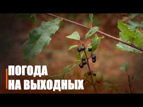 Замаразкі і туман чакаюцца на Гомельшчыне на выходных видео
