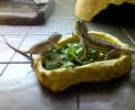 Baby bearded dragons