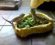 Baby bearded dragons