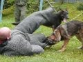 Dog Training - K9