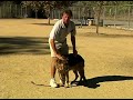 Basic Dog Training Tips : How to Train a Dog to Stand & Stay