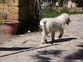 Pastore Maremmano Abruzzese - Maremma Abruzzen Hirtenhund Pastore Maremmano Abruzzese - Maremma Abruzzen Hirtenhund