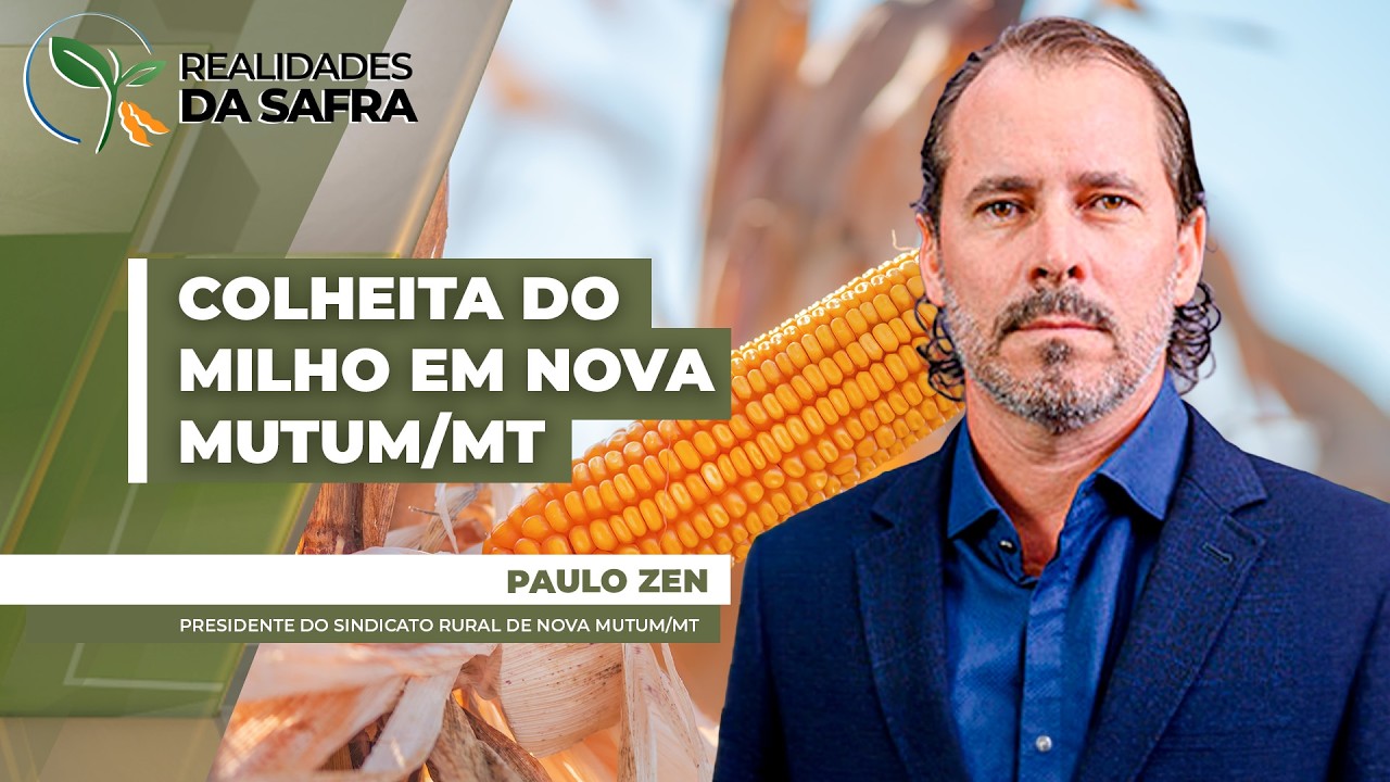 Colheita do milho deve começar na próxima semana em Nova Mutum/MT